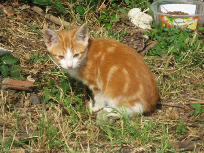 Photo de Chat domestique