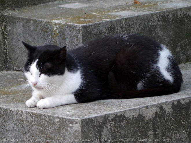 Photo de Chat domestique