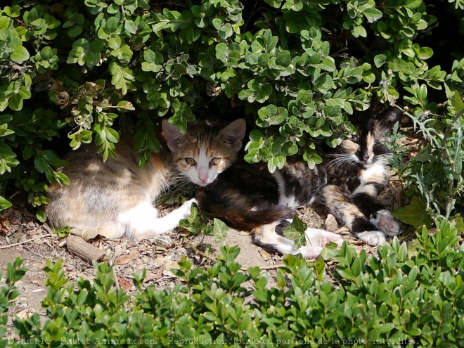 Photo de Chat domestique