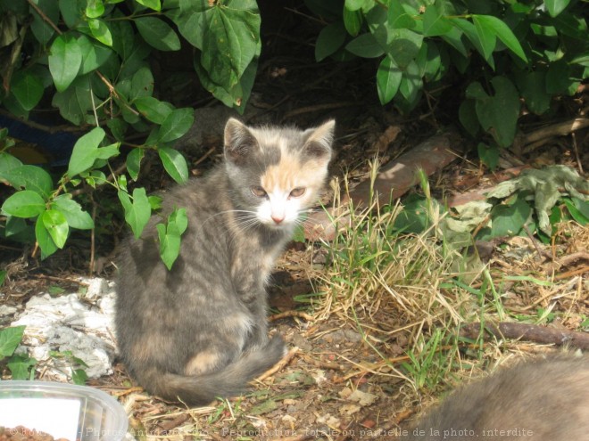 Photo de Chat domestique