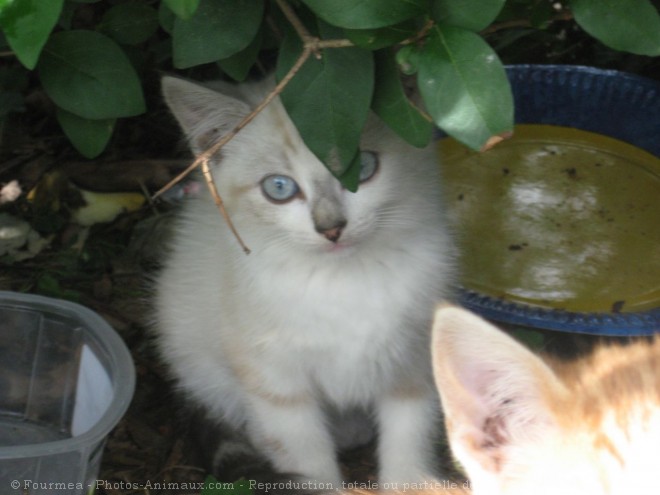 Photo de Chat domestique