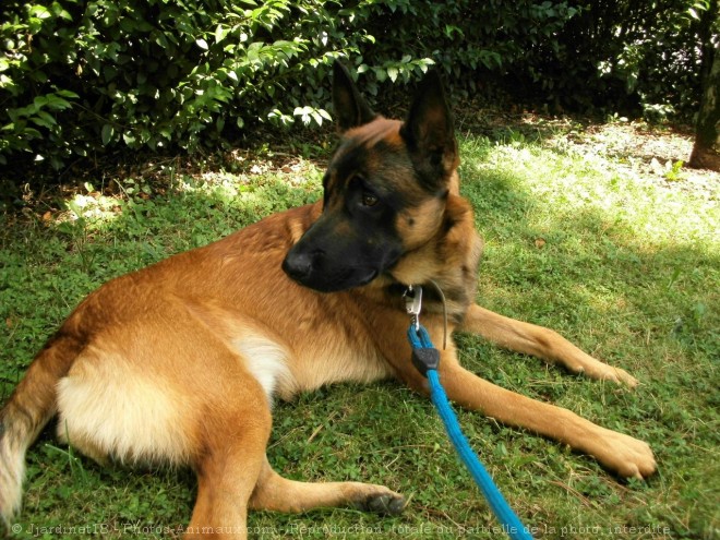 Photo de Berger belge malinois