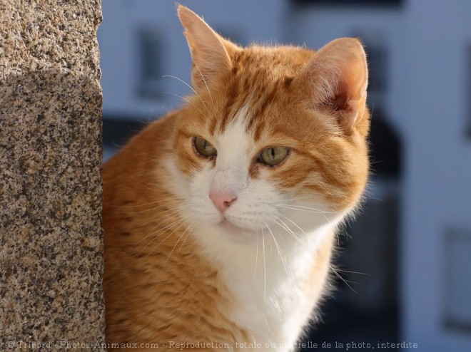 Photo de Chat domestique