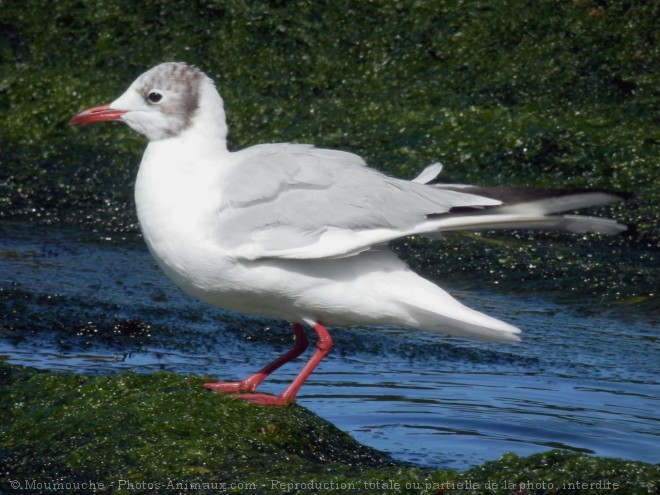 Photo de Mouette