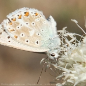 Photo de Papillon - cuivr commun