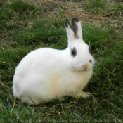 Photo de Lapin