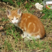 Photo de Chat domestique