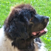 Photo de Chien de terre-neuve