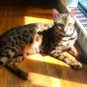 Photo de Bengal