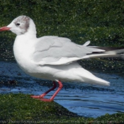 Photo de Mouette