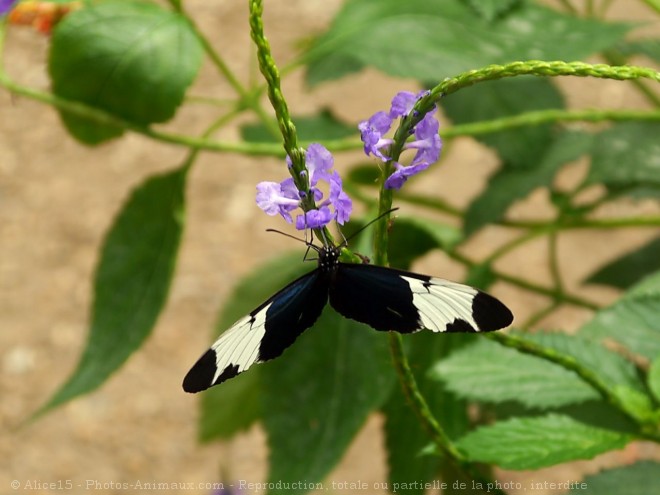 Photo de Papillon