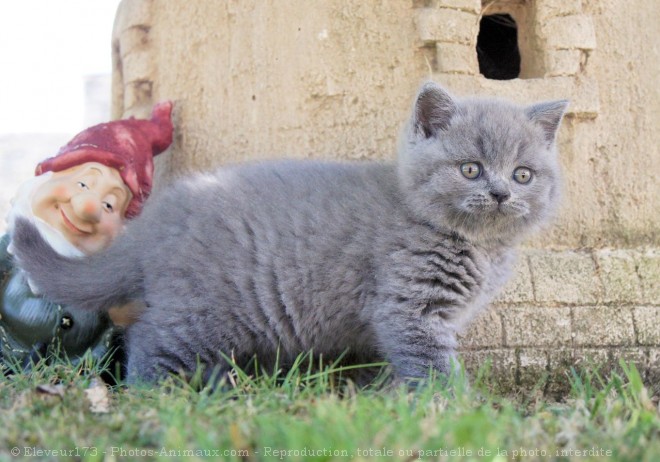 Photo de British shorthair