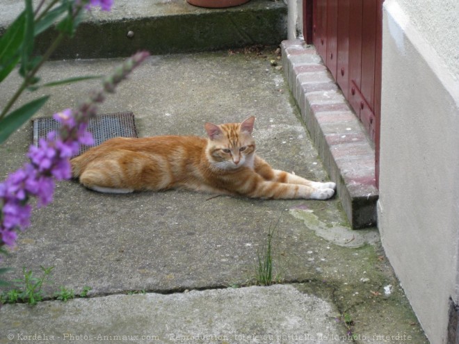 Photo de Chat domestique