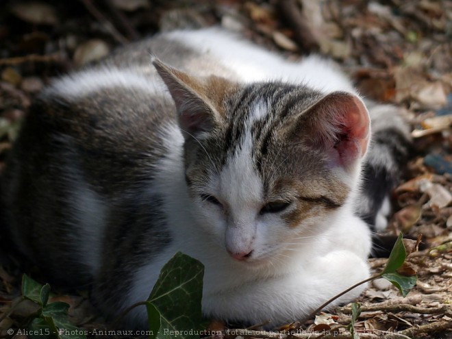 Photo de Chat domestique