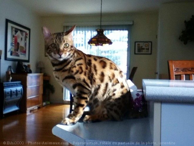 Photo de Bengal