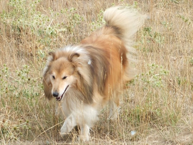 Photo de Chien de berger des shetland