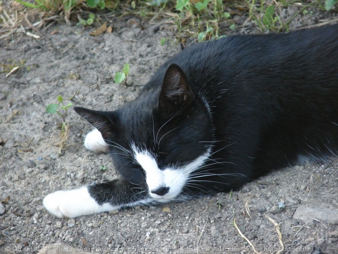 Photo de Chat domestique