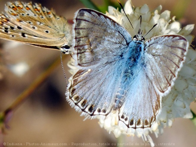 Photo de Papillon - cuivr commun