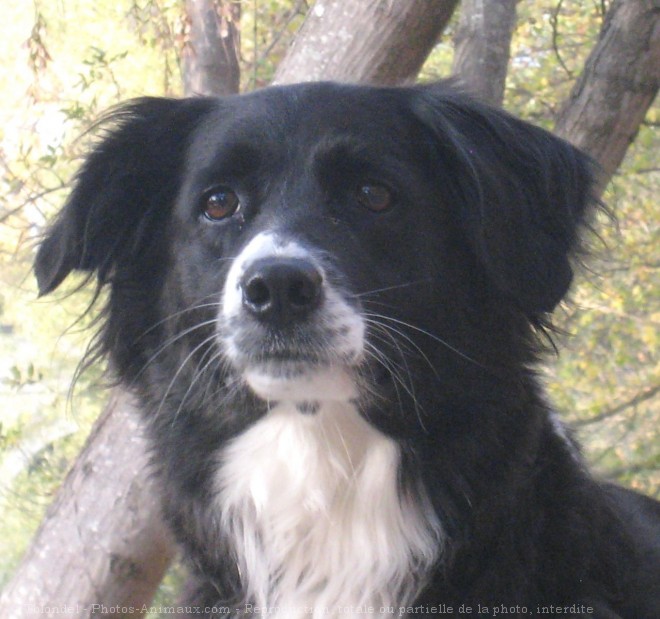 Photo de Border collie