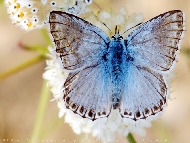 Photo de Papillon - cuivr commun