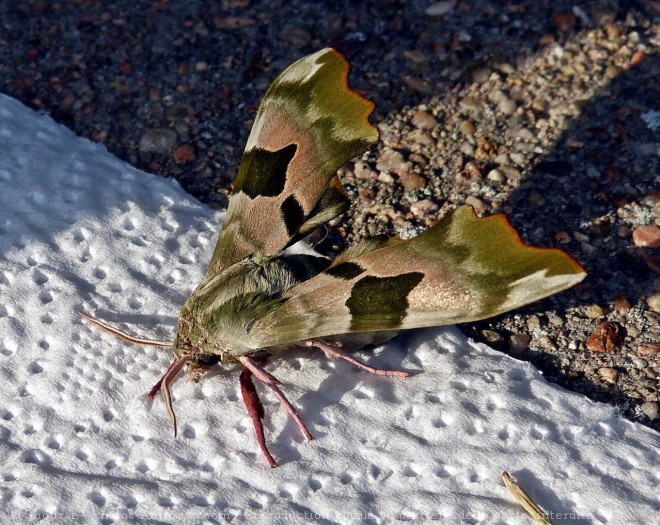 Photo de Papillon