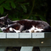 Photo de Chat domestique