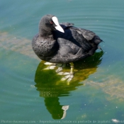 Photo de Foulque macroule