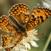 Photo de Papillon