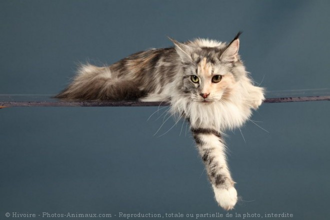 Photo de Maine coon