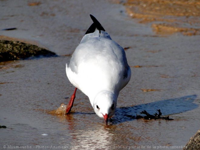 Photo de Mouette