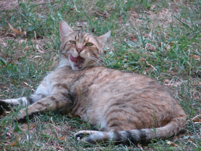 Photo de Chat domestique