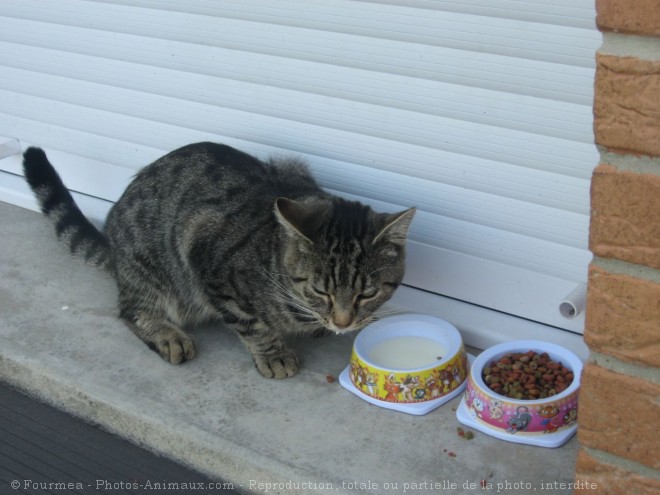 Photo de Chat domestique