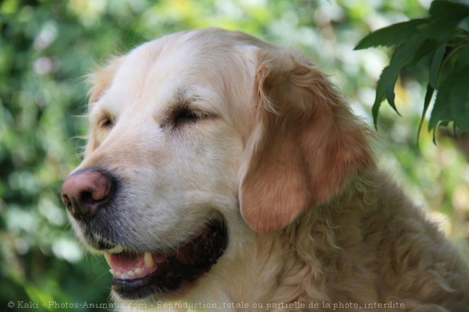 Photo de Golden retriever