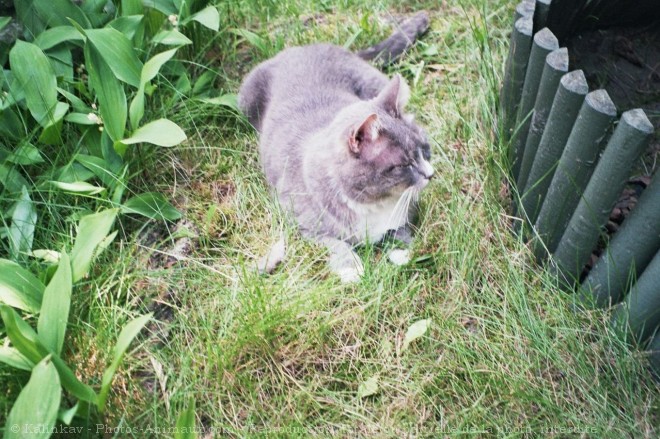 Photo de Chat domestique