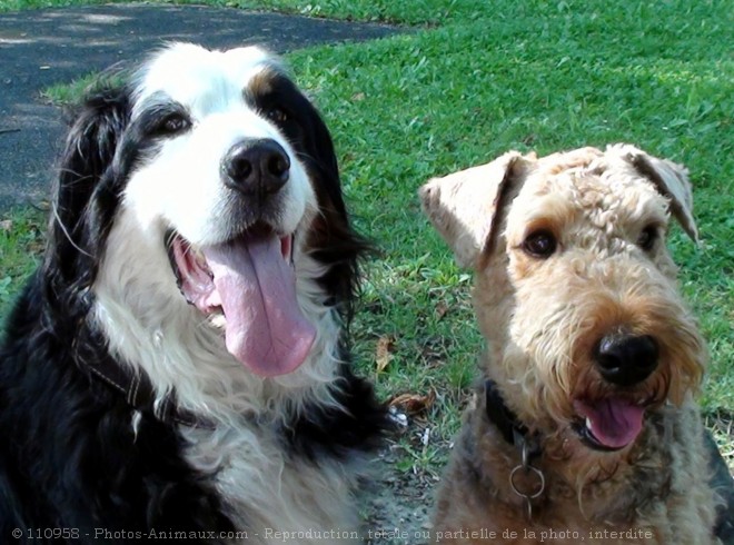 Photo de Races diffrentes