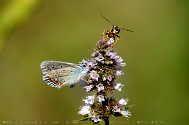 Photo de Papillon