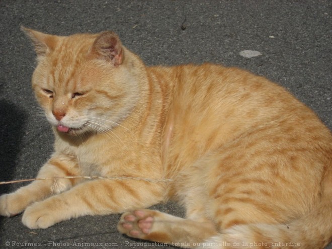 Photo de Chat domestique