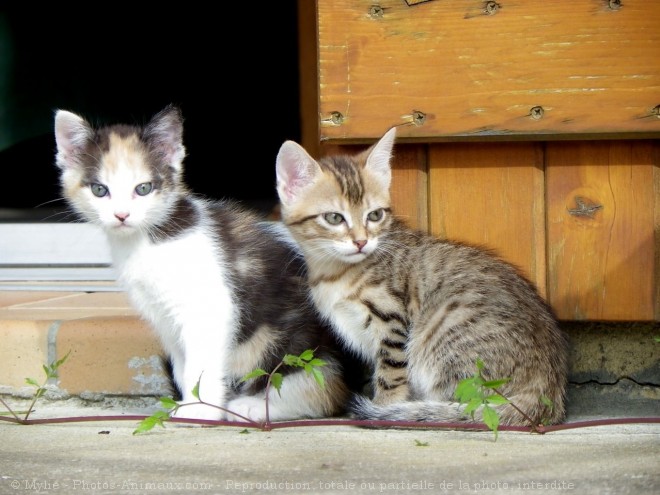 Photo de Chat domestique