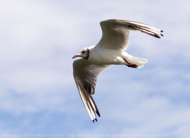 Photo de Mouette