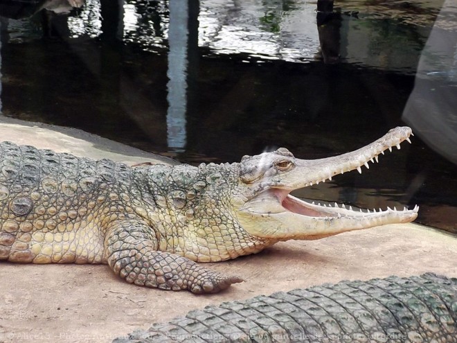 Photo de Crocodile