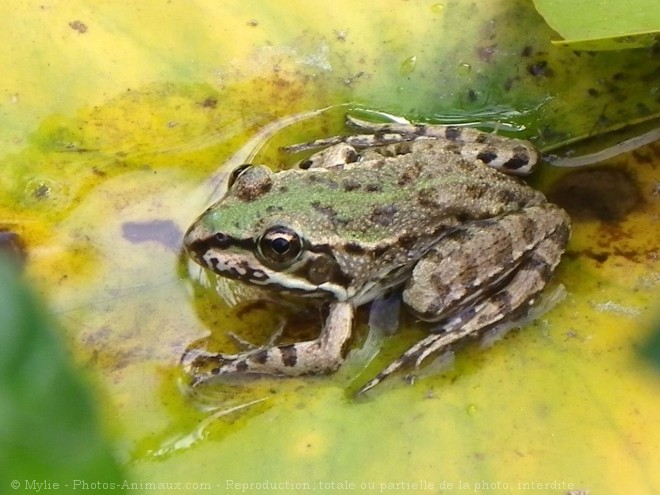 Photo de Grenouille