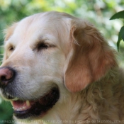 Photo de Golden retriever