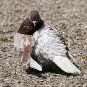 Photo de Pigeon