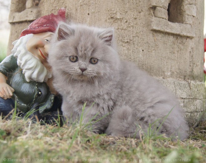 Photo de British longhair