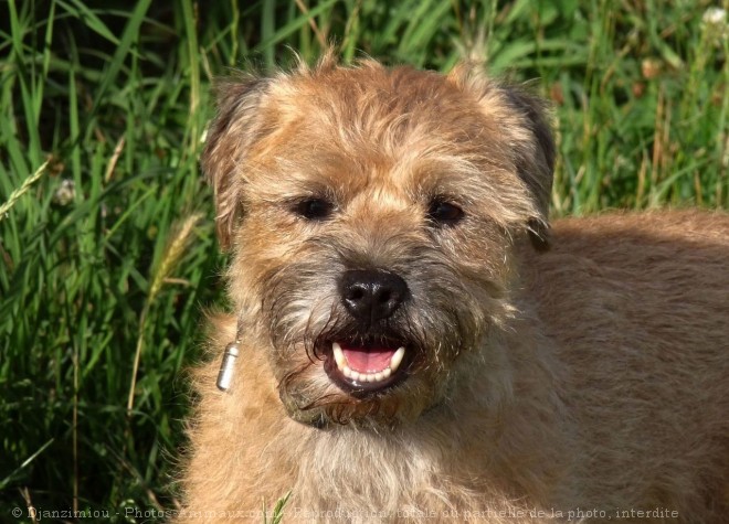 Photo de Border terrier