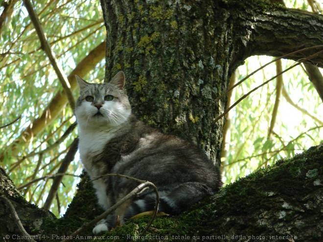 Photo de Chat domestique