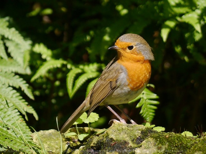 Photo de Rouge gorge