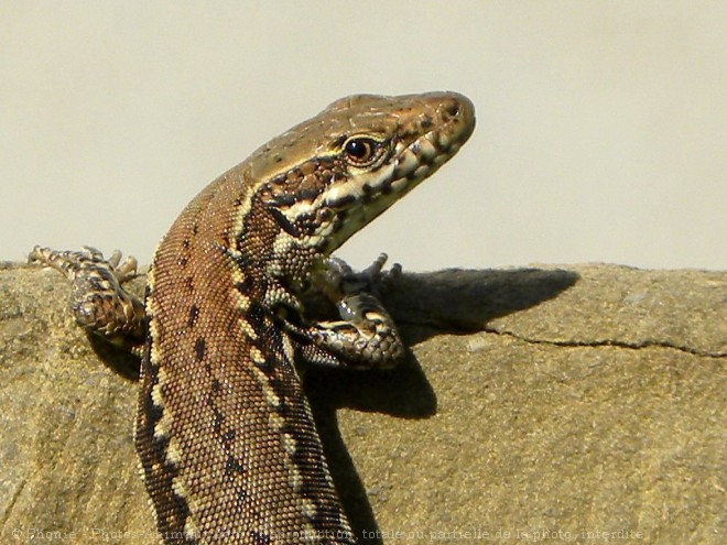 Photo de Lezard