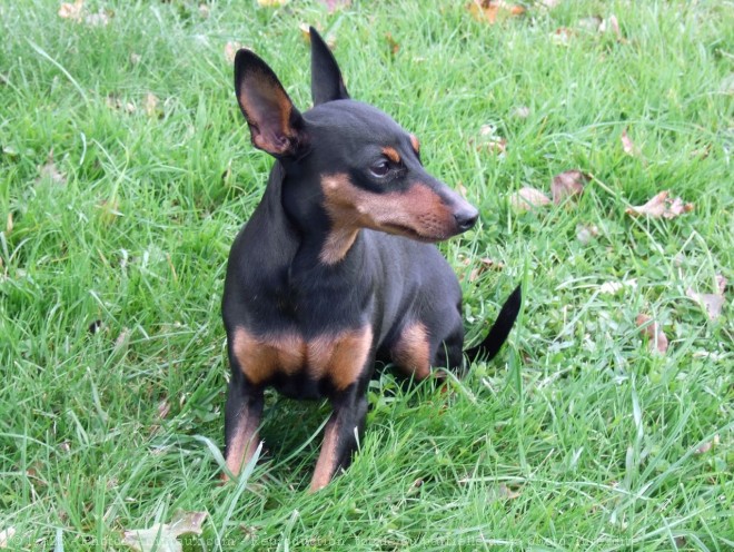 Photo de Pinscher nain