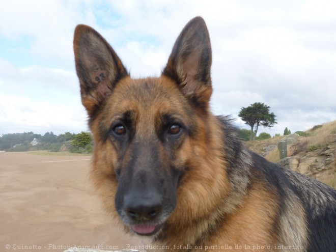 Photo de Berger allemand  poil court